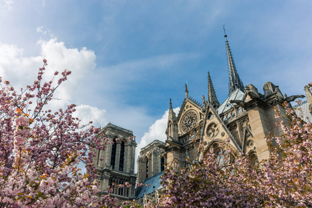 巴黎圣母院在盛开樱花季节的阳光明媚的日子。古老的天主教大教堂在巴黎, 法国。欧洲著名的旅游胜地和浪漫的旅游目的地。旅游理念