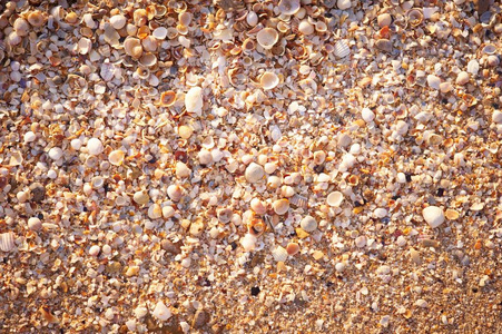 天然砂和贝壳背景
