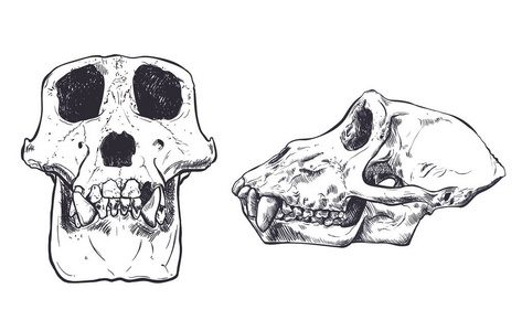 在背景上的猴子头骨的插图。矢量