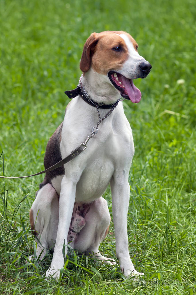 爱沙尼亚猎犬坐在草地上的执法