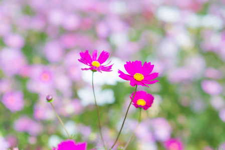 在花园里盛开的波斯菊花海图片