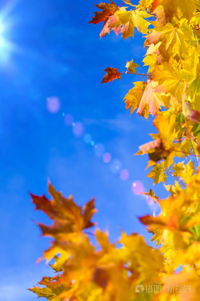 秋天的黄红枫叶放置作为框架对蓝天背景.秋季主题