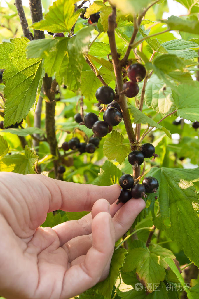 手采摘成熟的浆果,黑穗醋栗