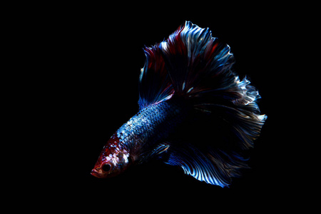 斗鱼, 暹罗鱼在泰国孤立的黑色照片