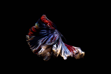 斗鱼, 暹罗鱼在泰国孤立的黑色照片