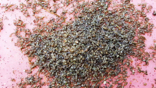 蚊子的幼虫,在白色背景上的水蚊子的幼虫,在白色背景上的水与白色背景