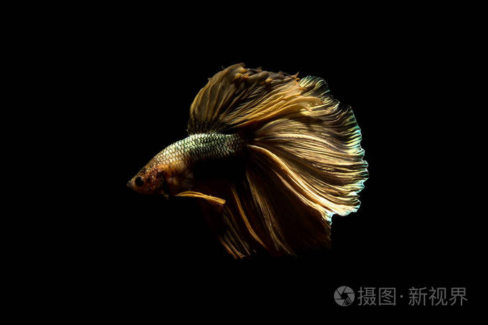 斗鱼暹罗鱼在泰国孤立的黑色