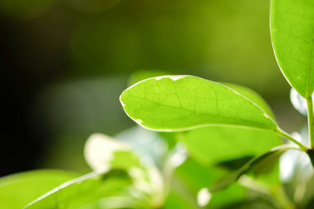 天然绿色的植物背景或壁纸。绿叶在阳光下的夏天花园里的自然观