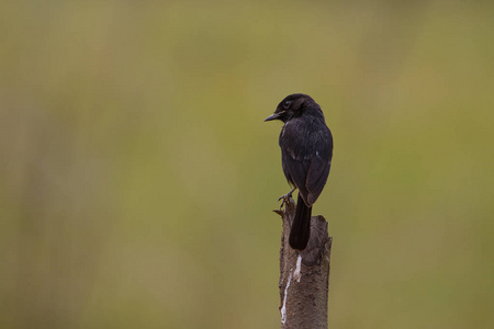 Bushchat 黄连 caprata 鸟