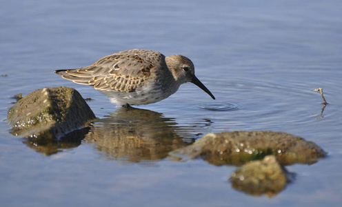 鸟鹬去水.野生自然, 沼泽游戏, 动物, 动植物照片