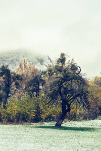 风景与第一雪在秋天公园和一棵老树在 snowcapped 山的背景