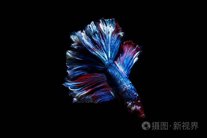 斗鱼暹罗鱼在泰国孤立的黑色