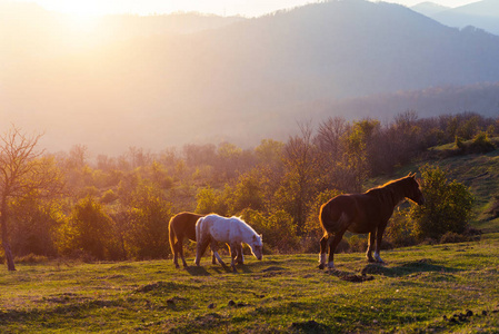 清晨的阳光下, 绿色的草坪上是马