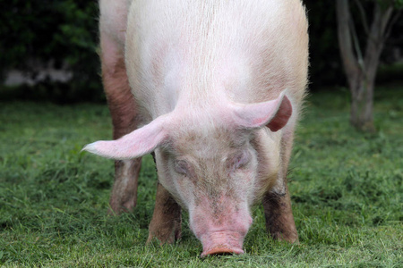 霸气猪动漫头像图片