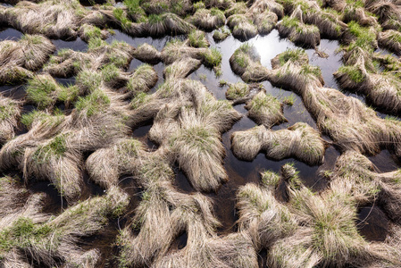 草水