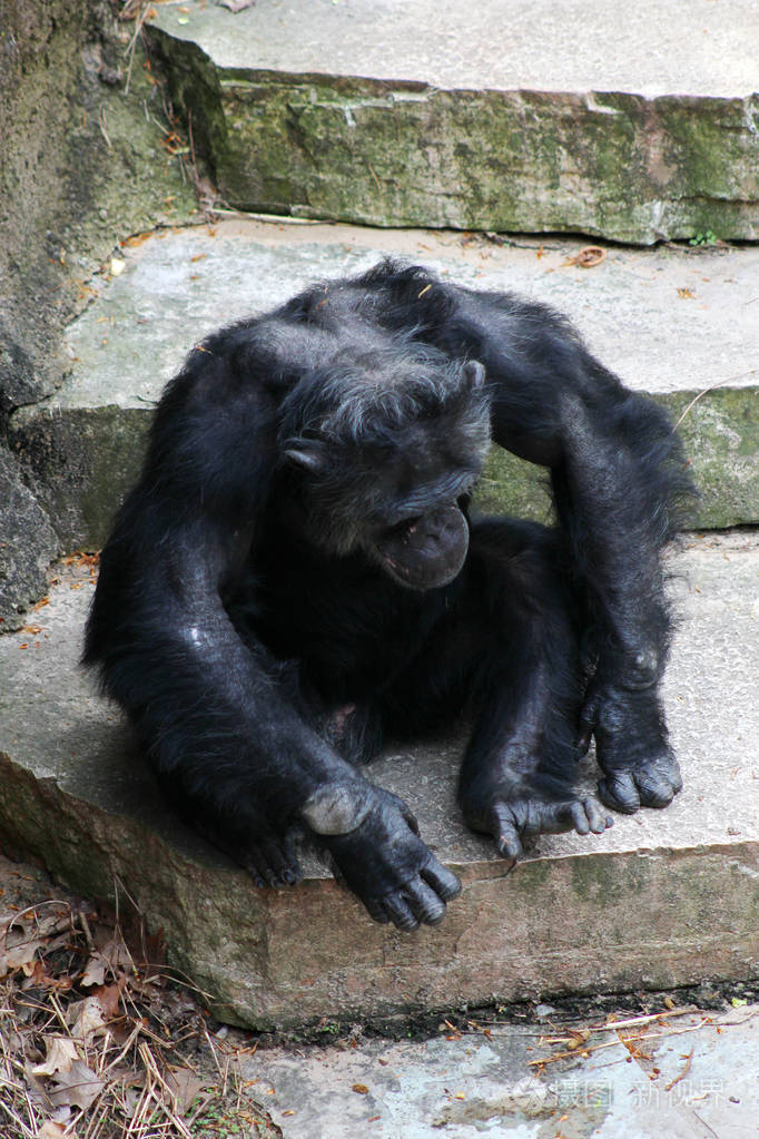 3456*5184px发票合同问题/哺乳动物黑猩猩物种灵长类动物动物查看作者