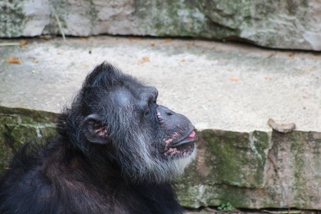 一只疲惫的黑猩猩