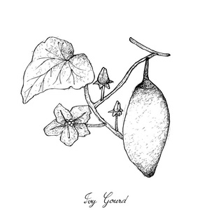 Coccinia 柚果或长春藤葫芦的手绘