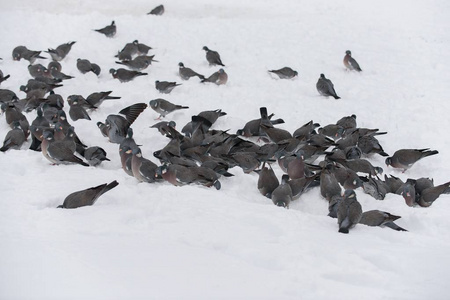 在木鸽子的图片在冬天