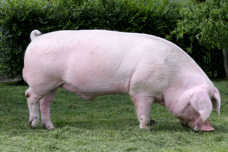 年轻的猪肉图片