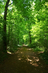 森林里的绿树。美丽的小巷在公园里