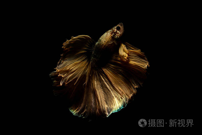 斗鱼暹罗鱼在泰国孤立的黑色