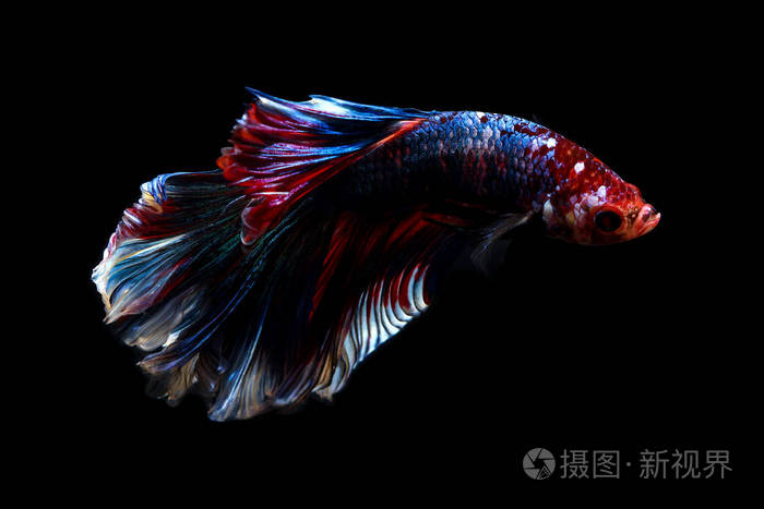 斗鱼暹罗鱼在泰国孤立的黑色