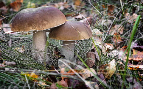 两个白色的蘑菇生长在树林中的结算