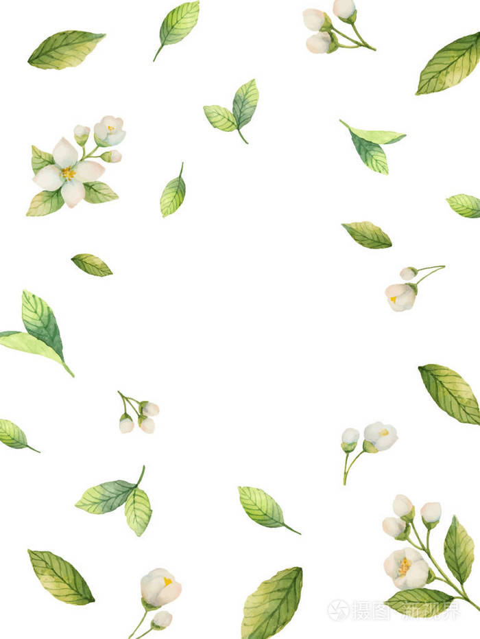 水彩矢量框架的花朵和枝桠隔离在白色背景上的茉莉花