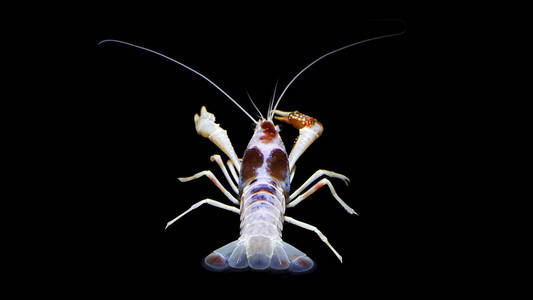 黑色背景上小龙虾克氏克氏幽灵在水族馆里蓝色小龙虾也称为蓝色