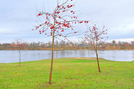 红浆果的罗安伯里树