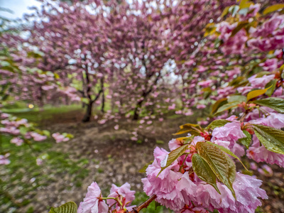 春天的中央公园 纽约城