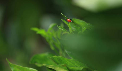 植物上的红小瓢虫