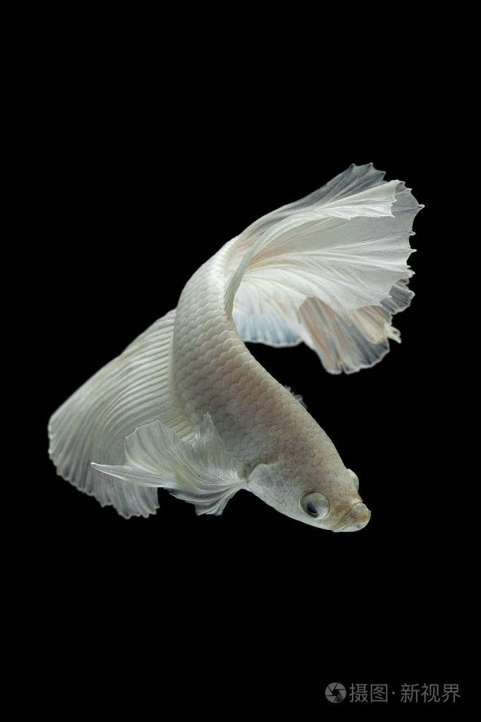 黑色背景下的白色战斗鱼