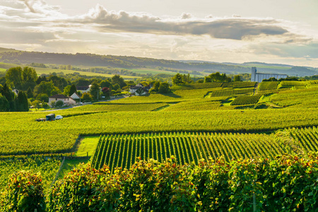 法国蒙塔涅德兰斯乡村村的香槟葡萄园中的排藤葡萄