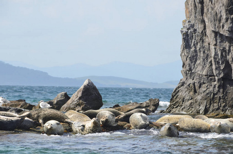 马科在日本海的岩石上 Larga 海豹。群岛 Rimsky 科萨科夫