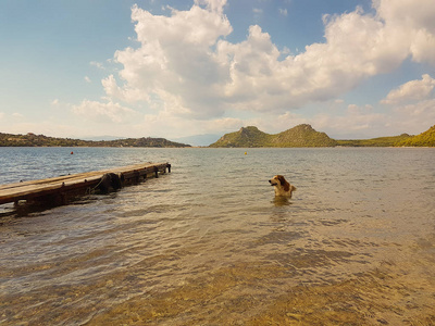在希腊沃里亚戈米尼湖游泳的狗
