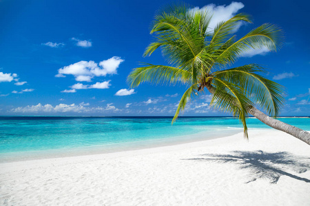 热带天堂海滩，白沙和可可棕榈旅游背景概念