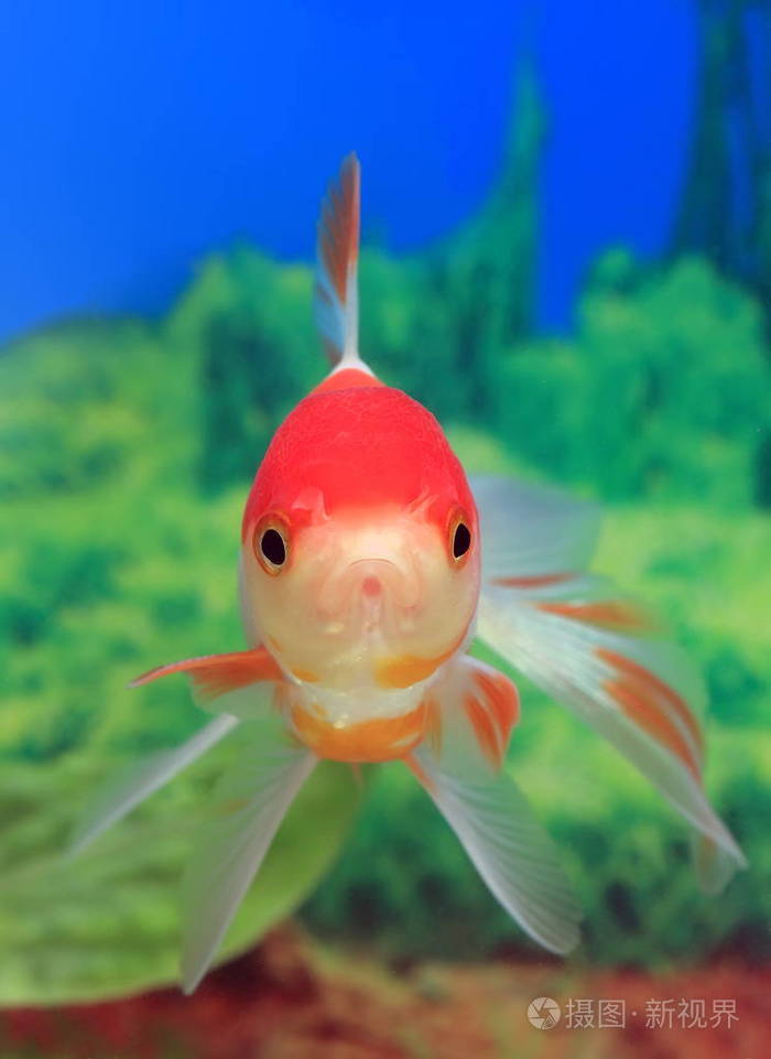 水族馆鱼小红帽从前面