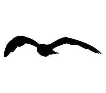 白色背景上的海鸥轮廓