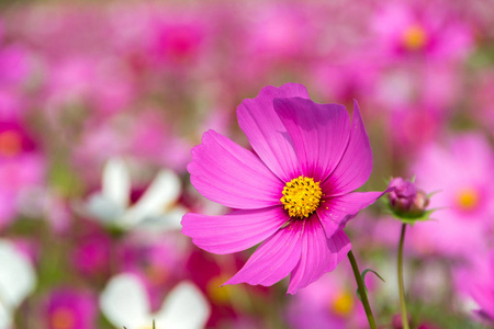 粉红色的波斯菊花盛开在田野里。宇宙背景模糊