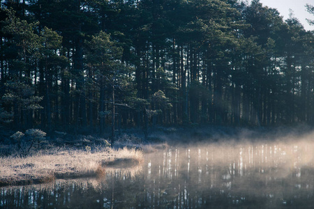 一个美丽的沼泽池塘在日出时升起薄雾。frowen 湿地在秋季的沼泽。明亮的光与太阳耀斑。拉脱维亚的美景