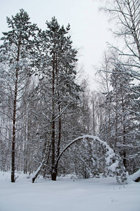 美丽的冬季景观。雪中的冬林