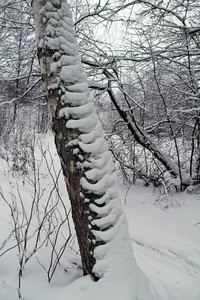 美丽的冬季景观。雪中的冬林