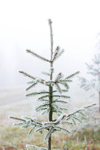 松树在冬天森林作为圣诞节背景