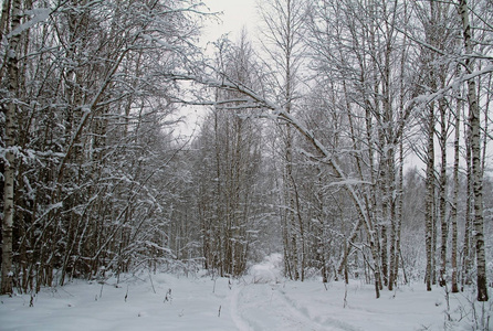 美丽的冬季景观。雪中的冬林