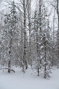 美丽的冬季景观。雪中的冬林