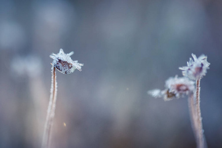 一个美丽的特写镜头在早晨的湿地结霜的苔藓。沼泽植物与冰晶。浅景深