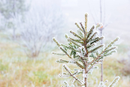 松树在冬天森林作为圣诞节背景图片