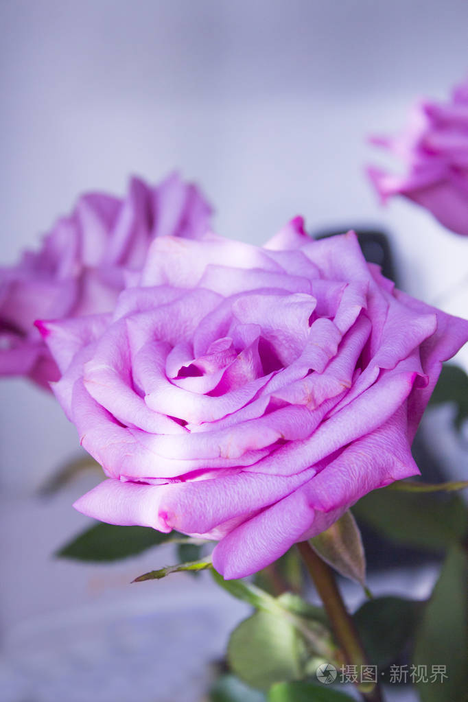 在黑色背景上的淡紫色玫瑰